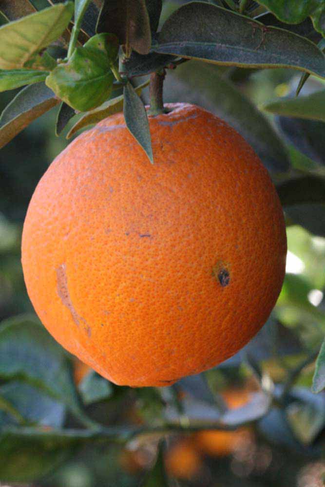            Fruit (Riverside, CA)   